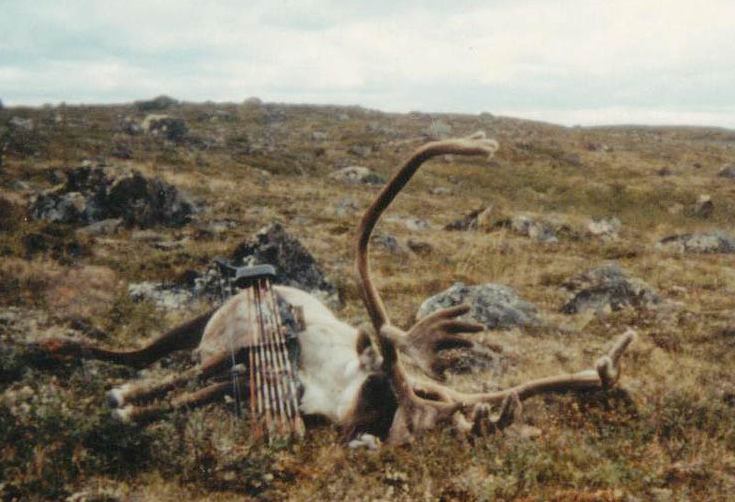 This Barren Ground Caribou was 
taken near Ungava Bay, Quebec,
Canada while archery hunting with
Safari Nordic