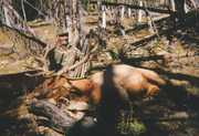 This 6x6 elk was taken with my
Jennings compound bow while 
hunting near Jones Creek, Cody,
Wyoming