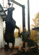 This moose was taken in Quebec,
Canada during 1995 archery season.
Outfitter = The Pontiac Lodge
located near Chapeau, Quebec