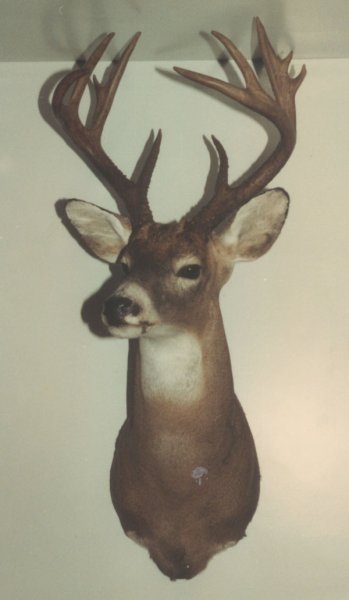 My first big archery buck
taken in PA - Oct. 1983
Score: 124 4/8