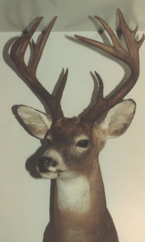 My first big archery buck
taken in PA - Oct. 1983
Score: 124 4/8