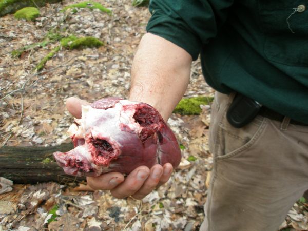 Close-up of the heart shot