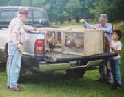 Stocking pheasants on our farm. 
Left to right: Bob Blauser, 
Richard F. Blauser, and Craig Blauser