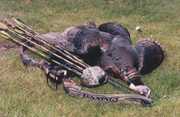 A big gobbler with a bow is
quite a challenge